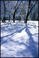 Shadows on snow of oaks trees, El Capitan meadows, winter. Yosemite National Park, California, USA.