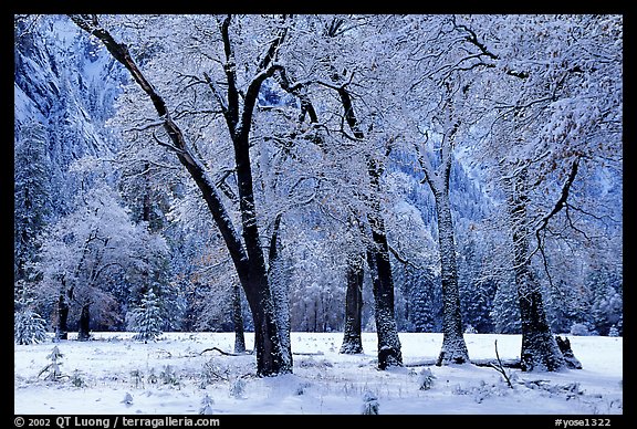 Black Oaks with snow on branches, El Capitan meadows, winter. Yosemite National Park (color)