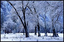 Black Oaks with snow on branches, El Capitan meadows, winter. Yosemite National Park, California, USA. (color)