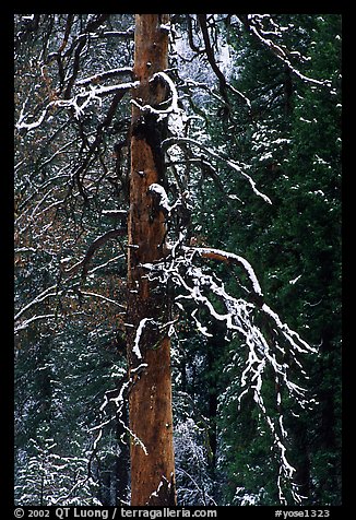 Trunk and snow-covered branches of tree in El Capitan meadow. Yosemite National Park, California, USA.