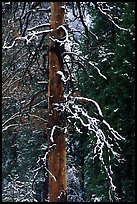 Trunk and snow-covered branches of tree in El Capitan meadow. Yosemite National Park, California, USA.