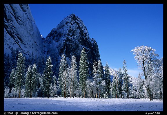 Trees in El Capitan Meadows and Cathedral rocks with fresh snow, early morning. Yosemite National Park (color)