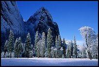 Trees in El Capitan Meadows and Cathedral rocks with fresh snow, early morning. Yosemite National Park, California, USA.