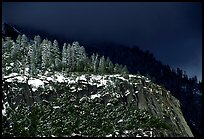 Pine trees on Valley rim, winter. Yosemite National Park, California, USA.