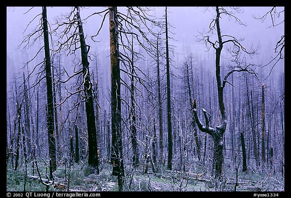 Burned forest in winter along  Big Oak Flat Road. Yosemite National Park, California, USA.