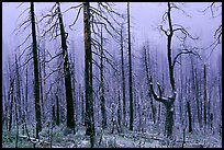 Burned forest in winter along Big Oak Flat Road. Yosemite National Park ( color)