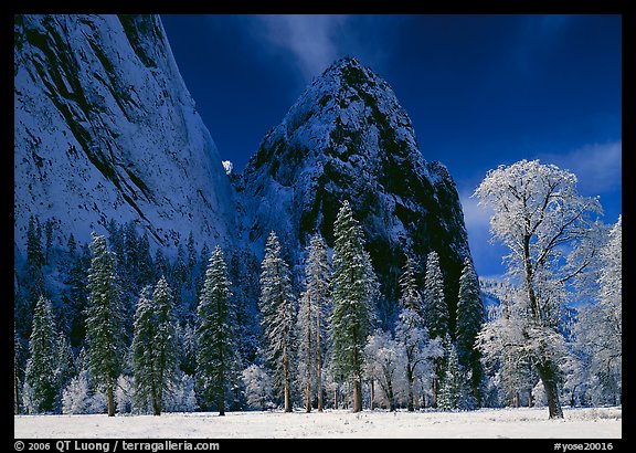 Frozen trees and Cathedral Rocks, early morning. Yosemite National Park, California, USA.