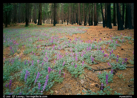 Lupine on floor of burned forest. Yosemite National Park (color)