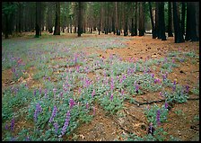 Lupine on floor of burned forest. Yosemite National Park ( color)