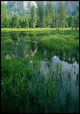 Seasonal pond in spring meadow. Yosemite National Park, California, USA.