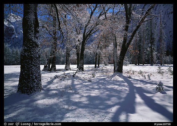 Black Oaks and shadows in El Capitan Meadow in winter. Yosemite National Park (color)