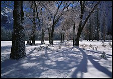 Black Oaks and shadows in El Capitan Meadow in winter. Yosemite National Park ( color)