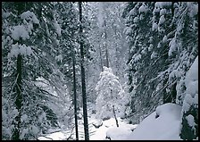 Snowy trees in winter. Yosemite National Park, California, USA. (color)