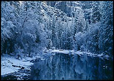 Snowy trees and rock wall reflected in Merced River. Yosemite National Park, California, USA.