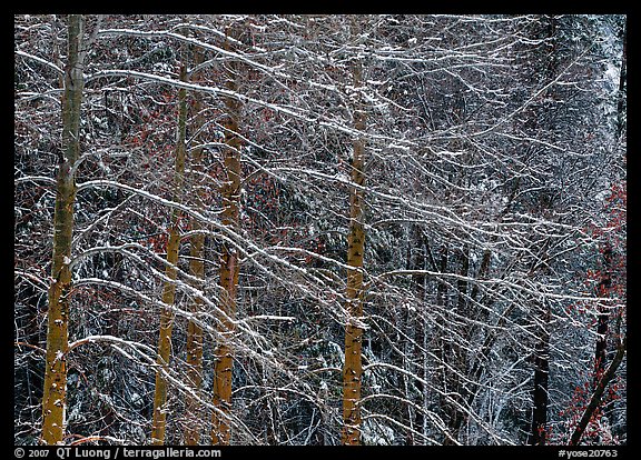 Snow-covered trees with diagonal branch pattern. Yosemite National Park, California, USA.