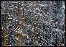 Snow-covered trees with diagonal branch pattern. Yosemite National Park, California, USA.