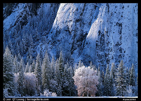 Trees and cliff with fresh snow, Cathedral Rocks. Yosemite National Park (color)
