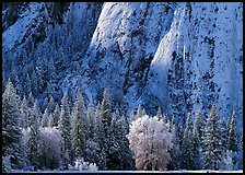 Trees and cliff with fresh snow, Cathedral Rocks. Yosemite National Park, California, USA. (color)
