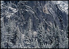 Dark rock wall and snowy trees. Yosemite National Park, California, USA. (color)