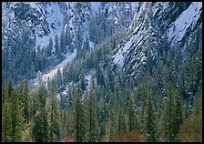 Dry Evergreens and snowy cliff. Yosemite National Park, California, USA.