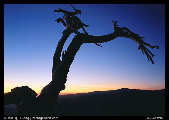 Dead Jeffrey Pine on Sentinel Dome, sunset. Yosemite National Park, California, USA.