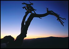 Dead Jeffrey Pine on Sentinel Dome, sunset. Yosemite National Park ( color)