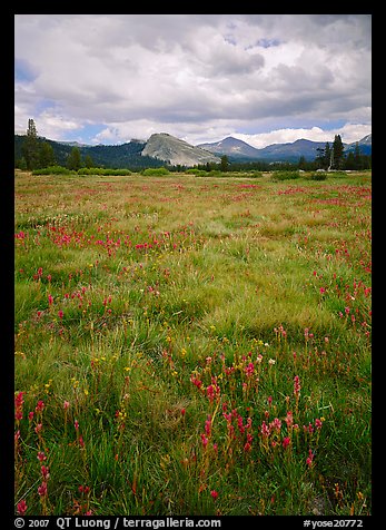 Indian Paint Brush and Lambert Dome, Tuolumne Meadows. Yosemite National Park (color)