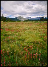 Indian Paint Brush and Lambert Dome, Tuolumne Meadows. Yosemite National Park, California, USA. (color)