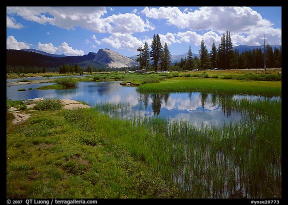 Spring pond in Tuolumne Meadows and Lambert Dome. Yosemite National Park (color)