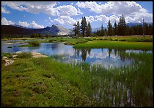 Spring pond in Tuolumne Meadows and Lambert Dome. Yosemite National Park, California, USA.