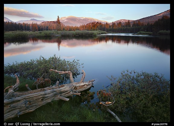 Fallen log and pond, Tuolumne Meadows, sunset. Yosemite National Park, California, USA.