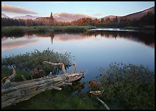 Fallen log and pond, Tuolumne Meadows, sunset. Yosemite National Park, California, USA. (color)