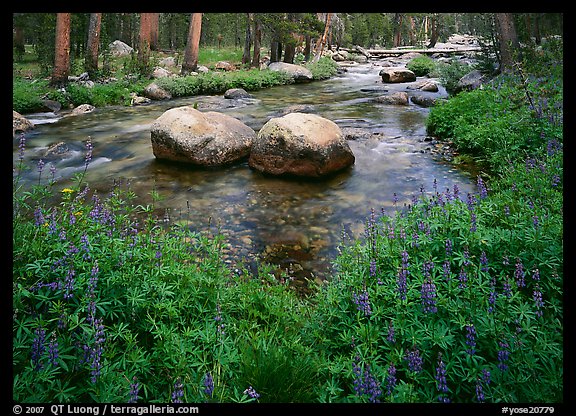 Lupine, boulders, Tuolumne River in forest. Yosemite National Park (color)