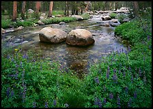 Lupine, boulders, Tuolumne River in forest. Yosemite National Park ( color)