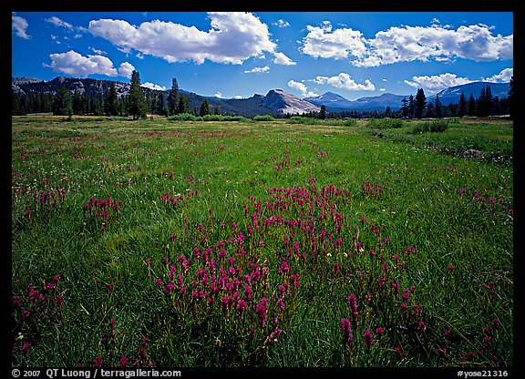 Summer wildflowers and Lembert Dome, Tuolumne Meadows. Yosemite National Park (color)