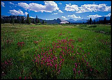 Summer wildflowers and Lembert Dome, Tuolumne Meadows. Yosemite National Park, California, USA.