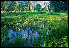Flooded Meadow below Cathedral Rock in spring. Yosemite National Park, California, USA.