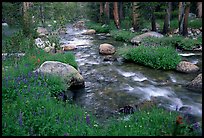 Stream and wildflowers, Tuolunme Meadows. Yosemite National Park, California, USA. (color)