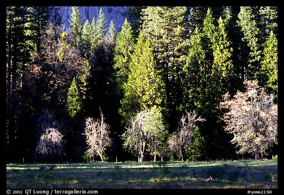 Meadow near Happy isles in spring. Yosemite National Park, California, USA.