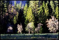 Meadow near Happy isles in spring. Yosemite National Park, California, USA.