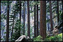 Lodegepole pines and cliff, Yosemite Falls trail. Yosemite National Park, California, USA.