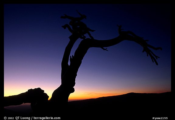 Jeffrey Pine on Sentinel Dome, sunset. Yosemite National Park, California, USA.