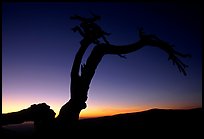 Jeffrey Pine on Sentinel Dome, sunset. Yosemite National Park, California, USA.