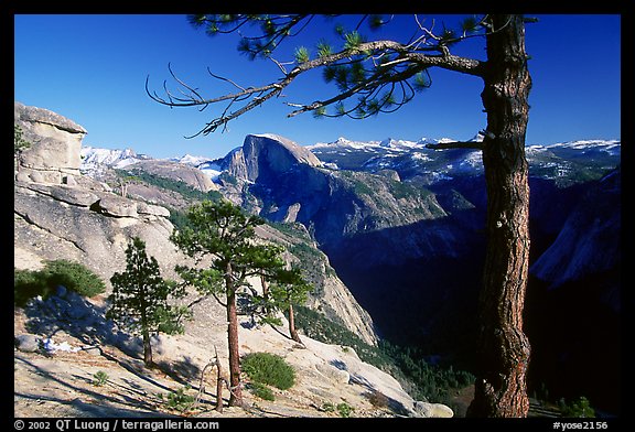 Half-Dome framed by pine trees from valley rim, late afternoon. Yosemite National Park, California, USA.