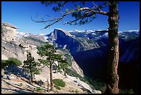 Half-Dome framed by pine trees from valley rim, late afternoon. Yosemite National Park, California, USA.