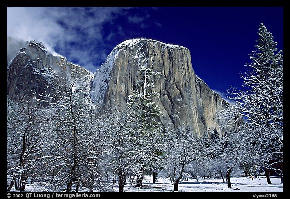 Snow-covered trees and West face of El Capitan. Yosemite National Park (color)