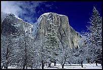 Snow-covered trees and West face of El Capitan. Yosemite National Park, California, USA. (color)