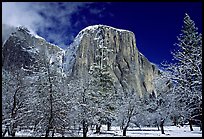 Snow-covered trees and West face of El Capitan. Yosemite National Park, California, USA.