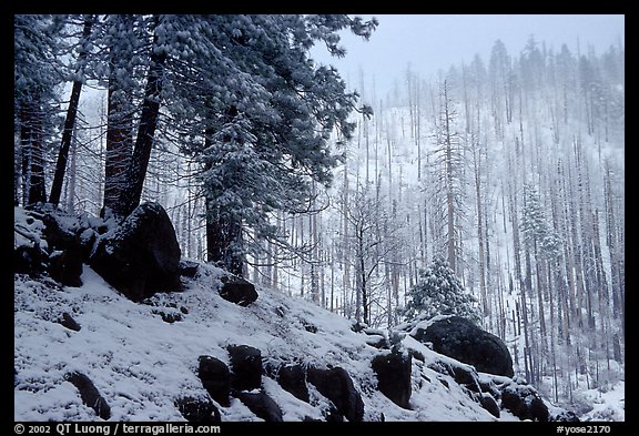 Forest with snow and fog, Wawona road. Yosemite National Park (color)