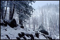 Forest with snow and fog, Wawona road. Yosemite National Park, California, USA. (color)